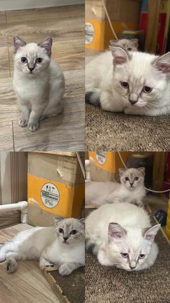 Отдам породистых котят в хорошие руки