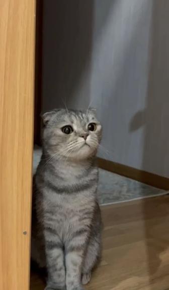 Шотландская вислоухая кошка