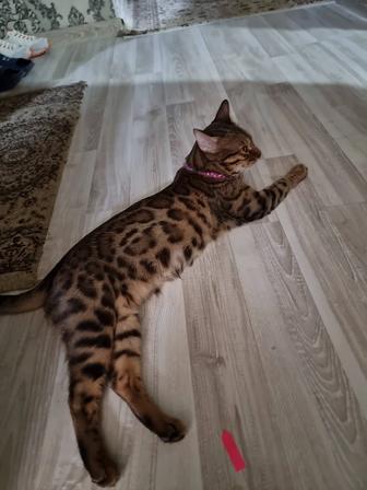 Бенгальская кошка