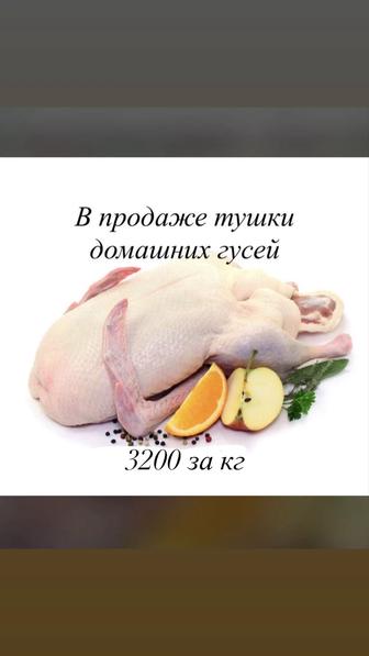 Продам домашних гусей