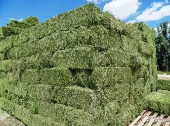 Продаю сено люцерна, клевер 1500 тюков