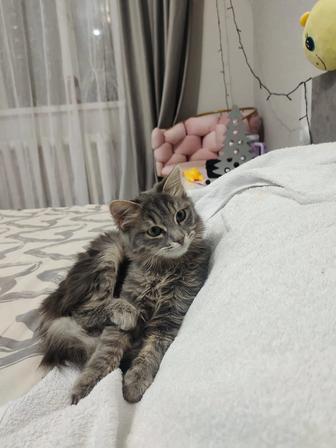 Кошка в добрые руки