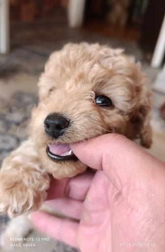 Щенки той пуделя