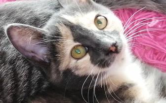 Котенок Девочке 4,5 месяца.