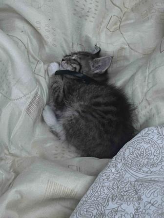срочно отдам котенка