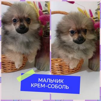 Подрощенные щенки померанского шпица миники.Мальчики 4 мес. Доставка по РК.