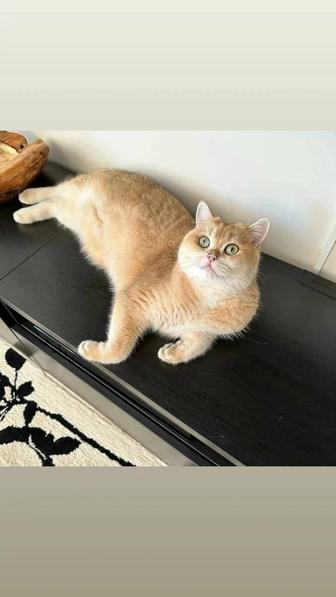 Золотоняшки бриташки шиншиллы