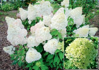 Гортензии разных сортов