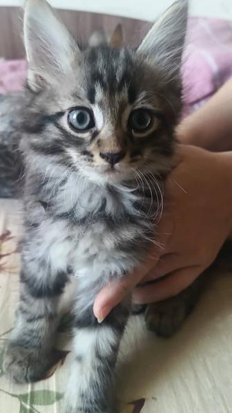 Котята в добрые руки бесплатно