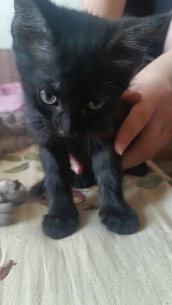 Котята в добрые руки бесплатно