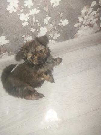 Щенки смесь пекинеса и йорка