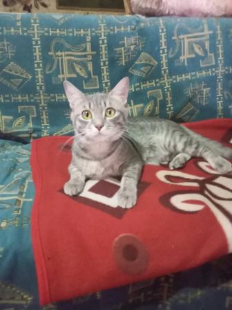 Отдам котенка в добрые руки...