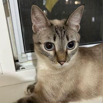 Кошка даром