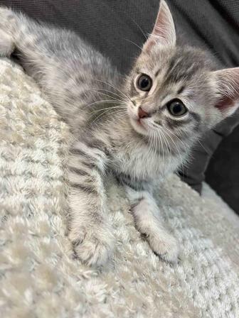 Продам котенока