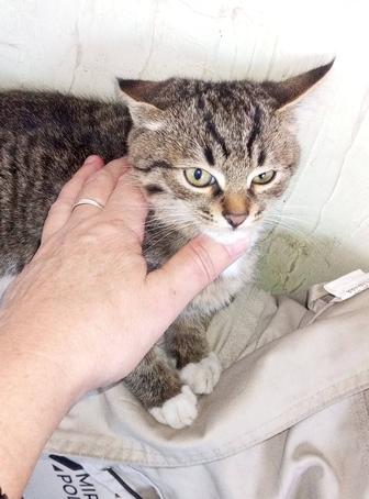 Отдам котят