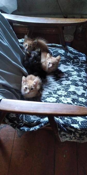 Отдам котят