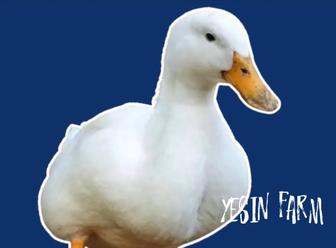 Утиные инкубационные яйца, минимум потерь при выводе