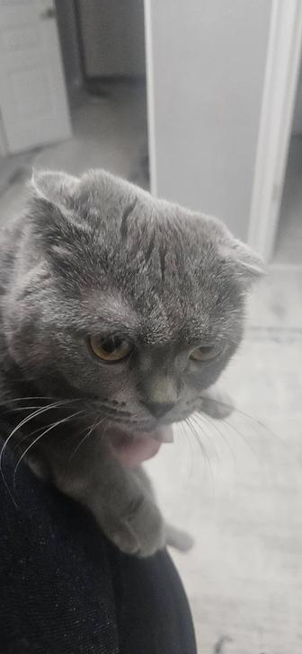 Отдам кошку в хорошие руки