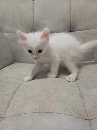 Отдам котенка девочка