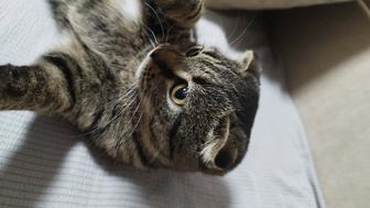 Отдам кошку в добрые руки