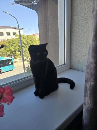 Кошка