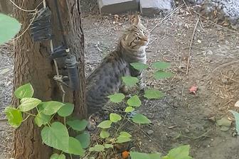 Замечен кот или кошка