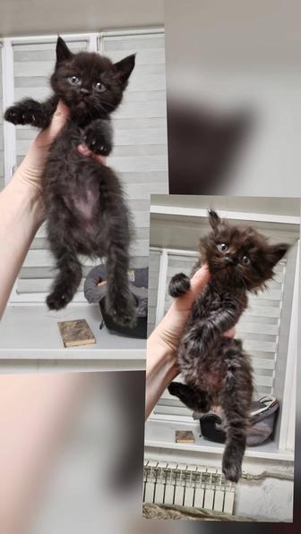 Котята бесплатно