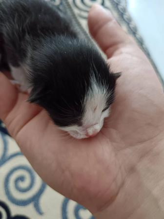 Ангелочки котят