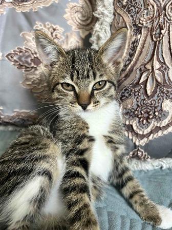 Отдам кошку в хорошие руки