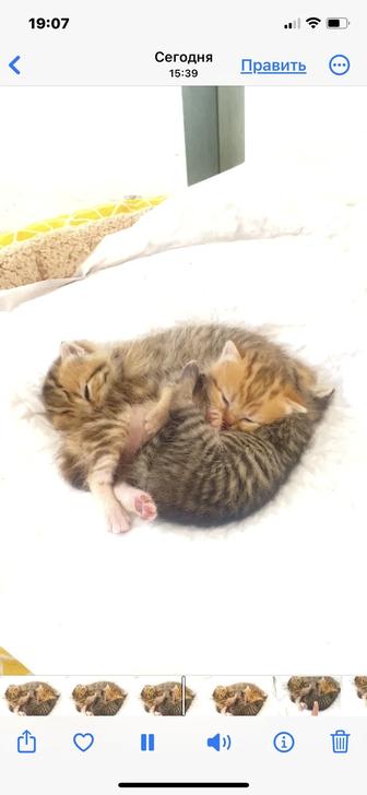 Элитные британские котята