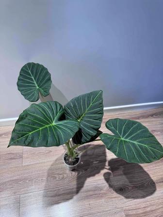 Продажа Алоказия Регал Шилдс