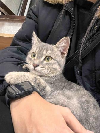 Котенок даром
