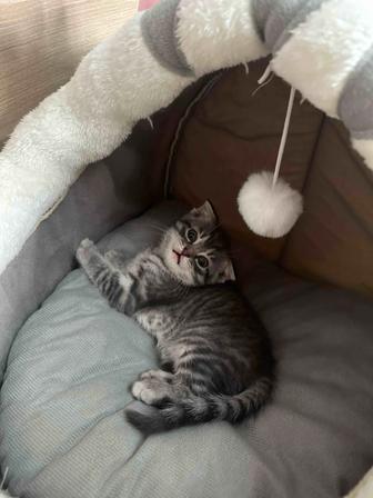 Породистый котенок ищет себе хозяев