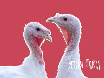 Белый широкогрудый инкубационные яйца индюков надежный вывод