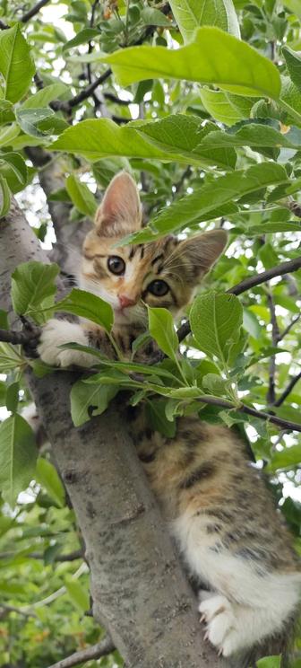 Отдам котят