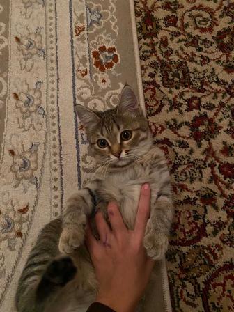 Отдам кошку в хорошие руки