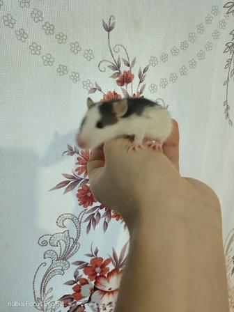 Продам маленьких крысок.