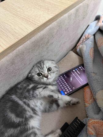 Котенок девочка (шотландская вислоушка)