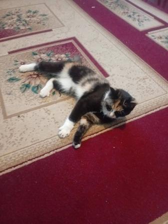 Мысык сатылады домашний усты таза