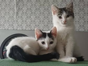 Котята бесплатно