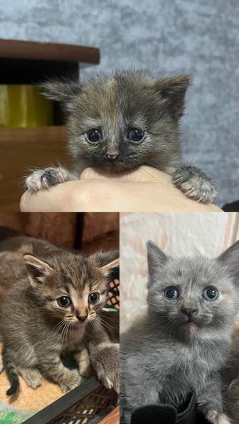 Отдам котят