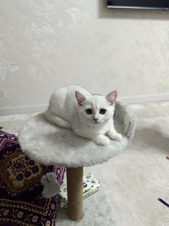 Отдам кота