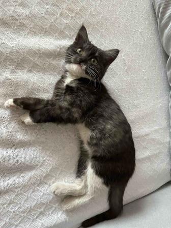 Котенок в добрые руки