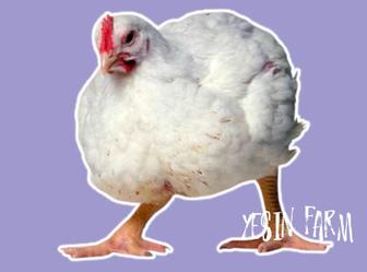 Арбор Айкресс инкубационные яйца бройлерные куры крупный бройлер