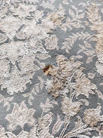 Химчистка и реставрация ковра