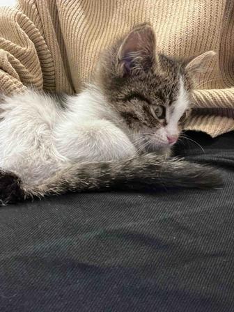 Отдам котенка в добрые руки