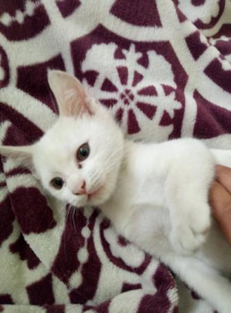Котята
