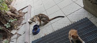 Срочно отдадим кошку девочку бесплатно!