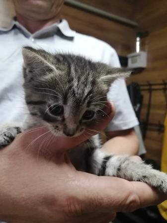 Отдам котенка - мальчика в добрые руки.