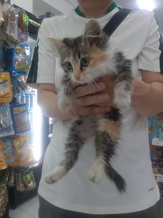 Котенок
